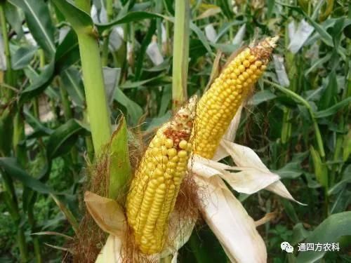 ���׶d���c�՗U��ԭ����