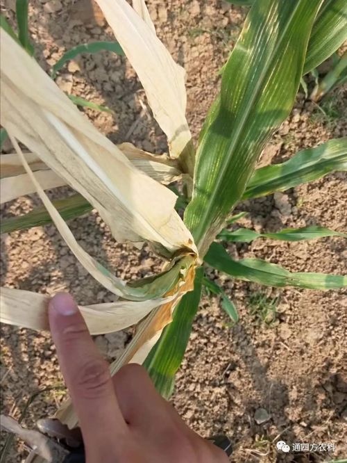 ���쵽��(l��i)��������ģʽ���_������(du��)������ɶΣ��������A(y��)����